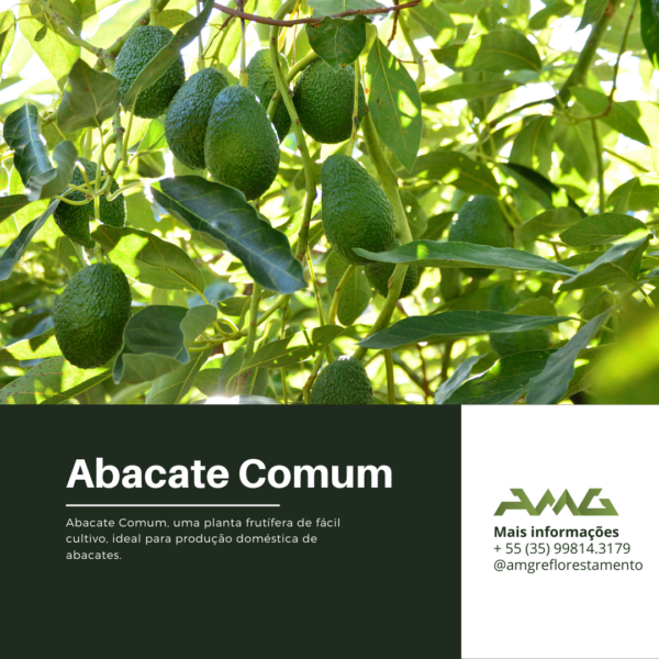 Abacate Comum