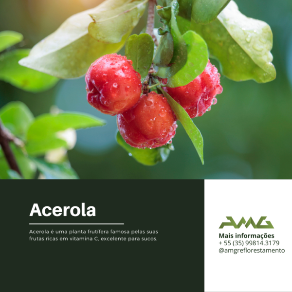 Acerola