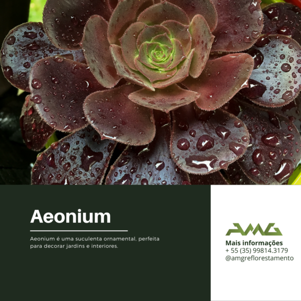 Aeonium