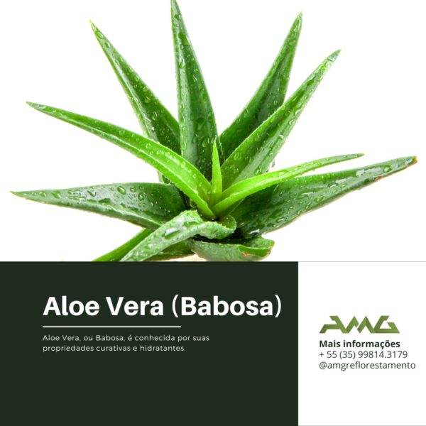 Aloe Vera (Babosa)