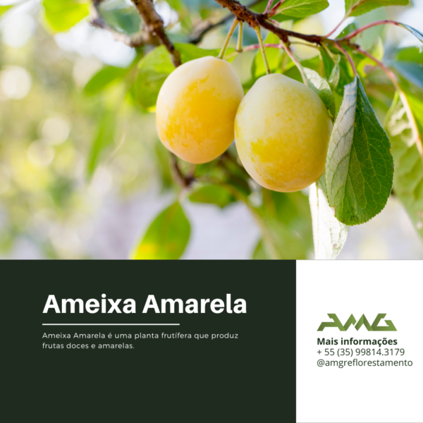 Ameixa Amarela