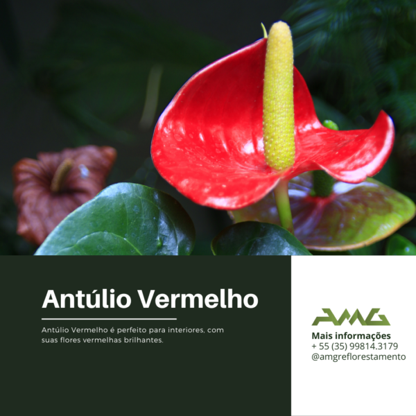 Antúlio Vermelho