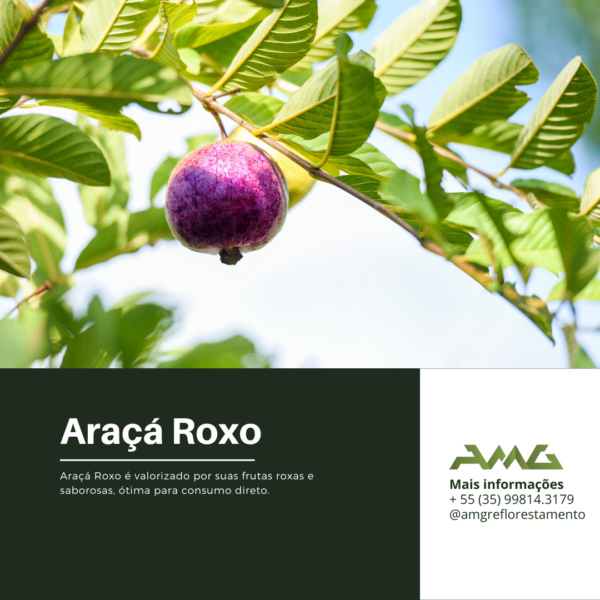 Araçá Roxo