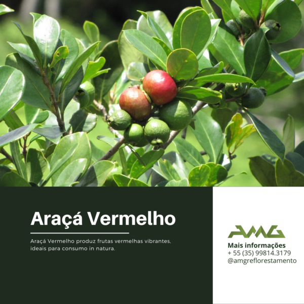 Araçá Vermelho