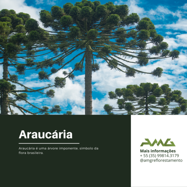 Araucária