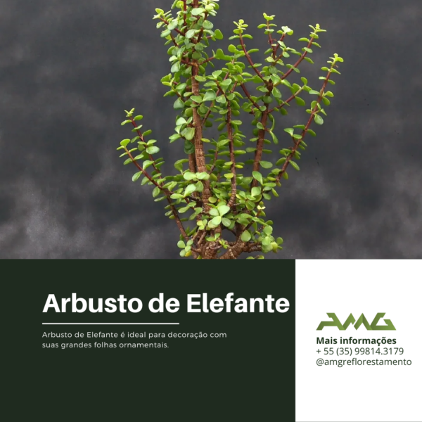 Arbusto de Elefante