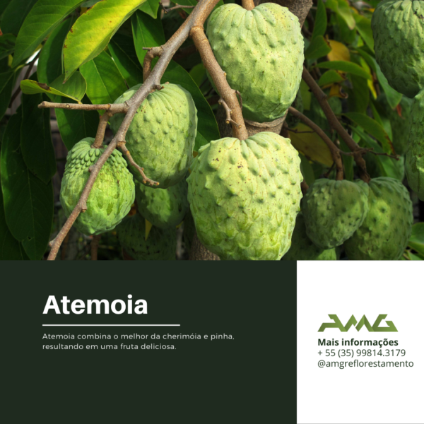 Atemoia