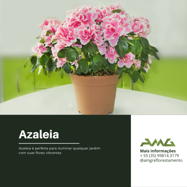 Azaleia