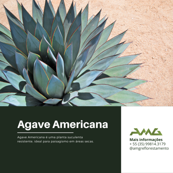 Agave Americana