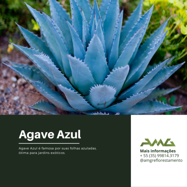 Agave Azul