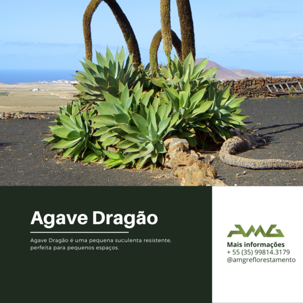 Agave Dragão