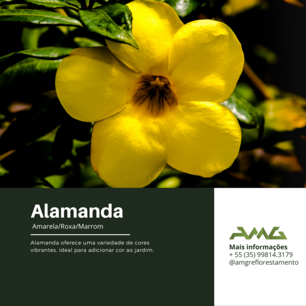 Alamanda Amarela/Roxa/Marrom